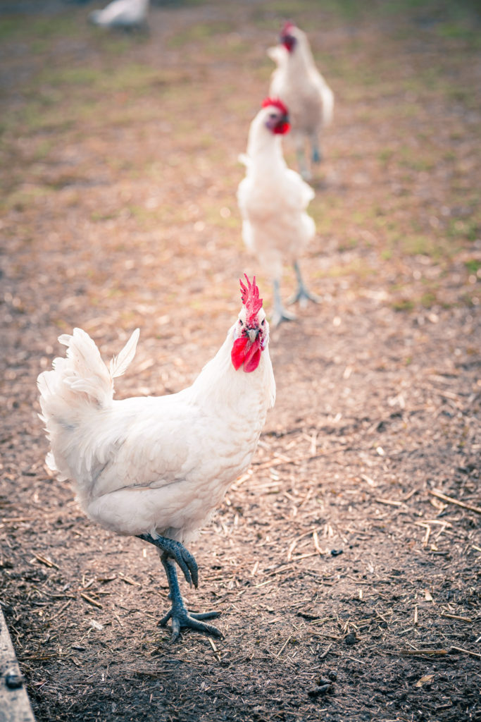 poule regardant l'objectif