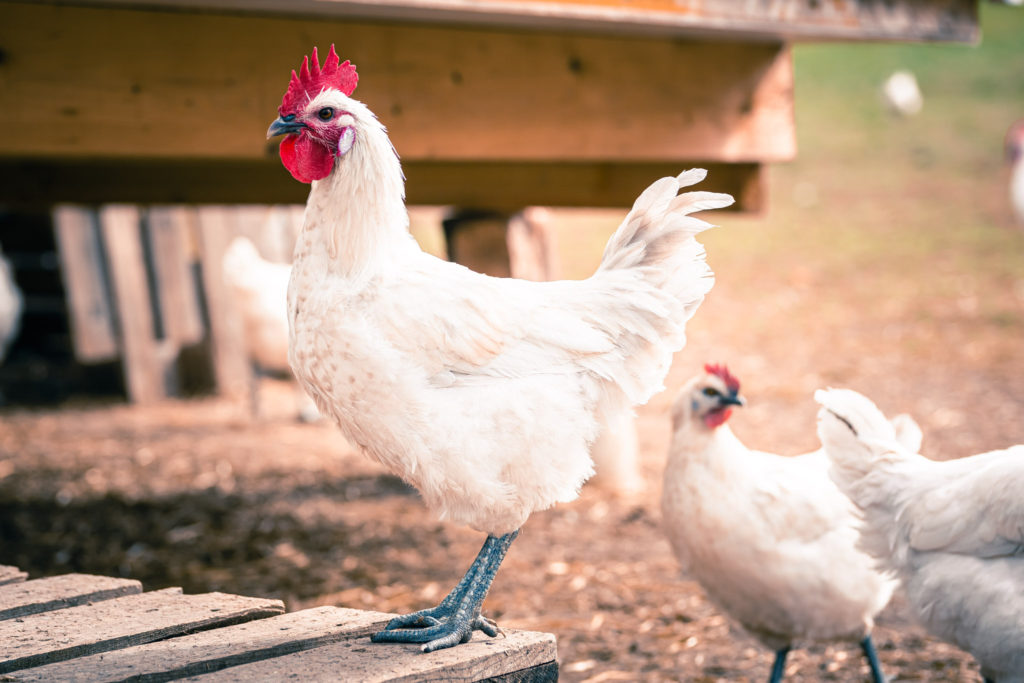 poule près d'un poulailler