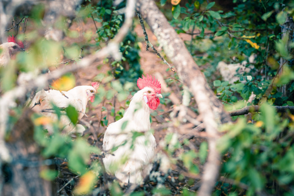 poule perdu dans les fourrés