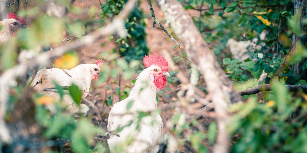 poule perdu dans les fourrés