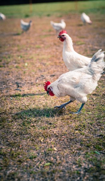 deux poules picorant