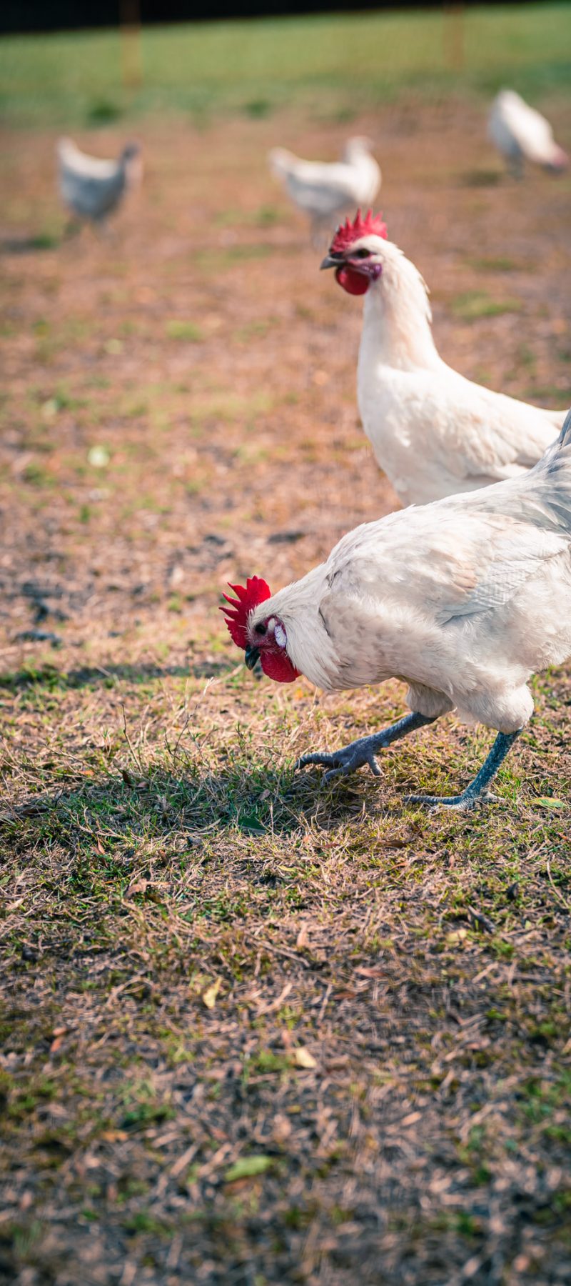 deux poules picorant